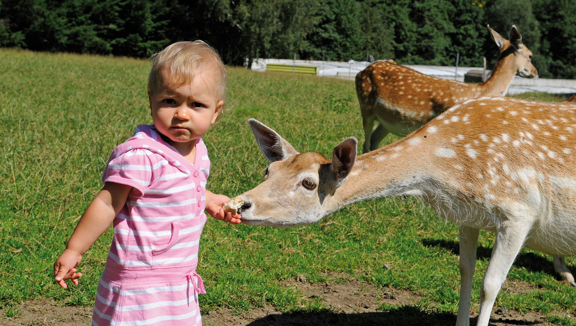 Mehr über den Artikel erfahren Die 3 F´s – Fun For Familiy